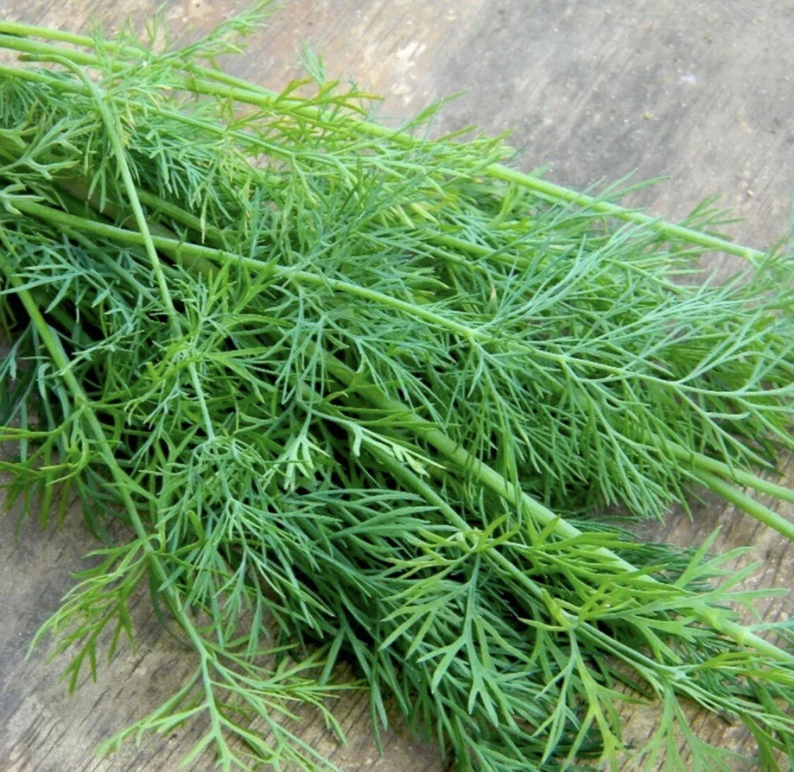 Mammoth Dill Seeds - Organic Heirloom Anethum graveolens Non-GMO Herb for Seasoning, Culinary, Pickling