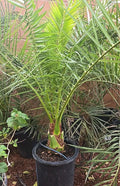 Canary Island Date Palm Tree Potted 48+ Inches Phoenix Canariensis Mature Landscape Plant