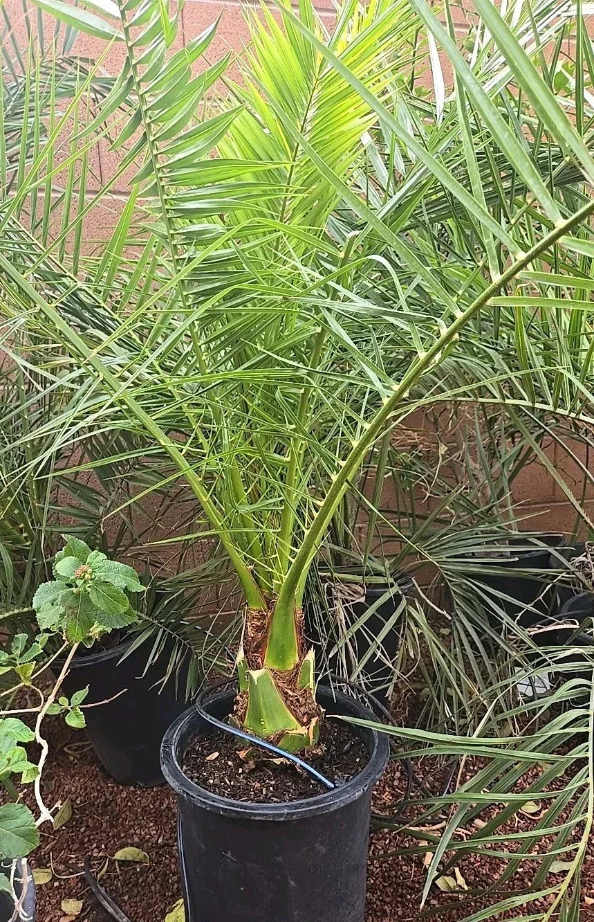 Canary Island Date Palm Tree Potted 48+ Inches Phoenix Canariensis Mature Landscape Plant