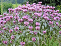 Wild Bergamot Flower Seeds - Monarda Fistulosa Native Wildflower for Garden or Container, Easy to Grow, Pollinator Attractant, 301+ Seeds