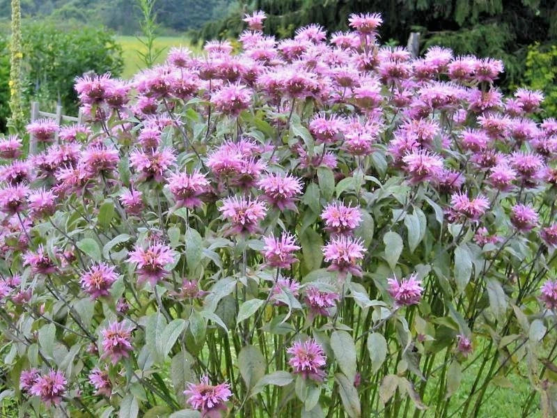 Wild Bergamot Flower Seeds - Monarda Fistulosa Native Wildflower for Garden or Container, Easy to Grow, Pollinator Attractant, 301+ Seeds