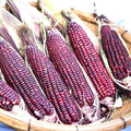 Bloody Butcher Corn Seeds – Heirloom Non-GMO Zea mays, Red Kernels, Pack of 50, Full Sun, Easy to Grow, Garden, Canning, Decoration