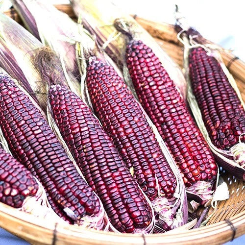 Bloody Butcher Corn Seeds – Heirloom Non-GMO Zea mays, Red Kernels, Pack of 50, Full Sun, Easy to Grow, Garden, Canning, Decoration