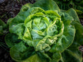 Buttercrunch Leaf Lettuce Seeds Bulk – Lactuca sativa, Tender Fall Crop, Salad Greens, Non-GMO, Easy to Grow