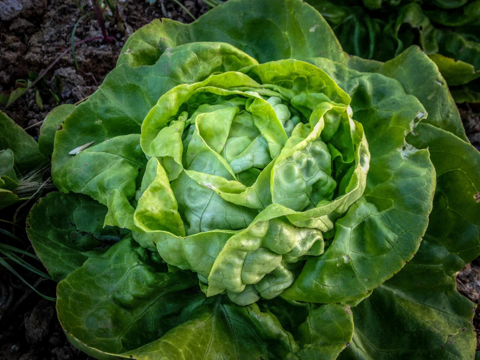Buttercrunch Leaf Lettuce Seeds Bulk – Lactuca sativa, Tender Fall Crop, Salad Greens, Non-GMO, Easy to Grow