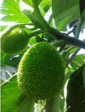 Breadfruit Tree Plant – 12+ Inches – Puerto Rican Panapén – Artocarpus altilis – Tropical Fruit Tree for Garden or Container