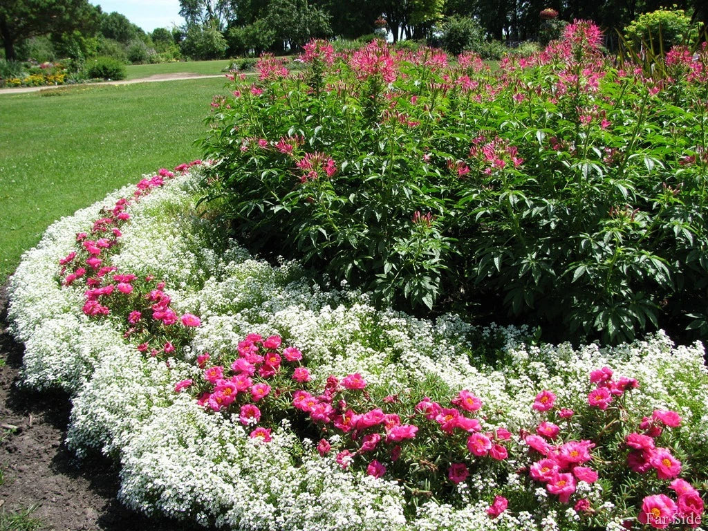 Alyssum Flower Seeds - Snow Crystals Variety - Fragrant White Blooms - Lobularia maritima - Easy to Grow Garden Seeds