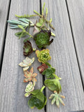 Assorted Succulent Cuttings Pack | 15 Varieties for Gardening & Crafts | Live Echeveria, Sedum, Haworthia & More