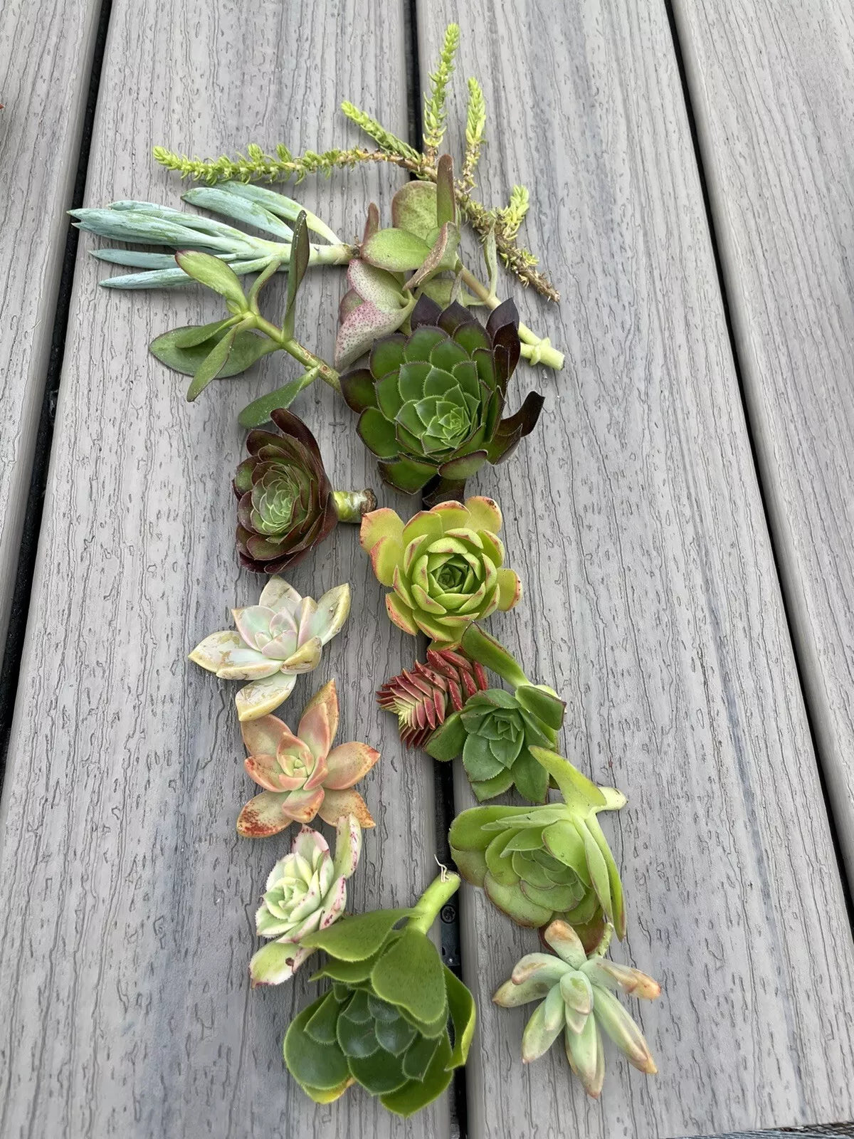 Assorted Succulent Cuttings Pack | 15 Varieties for Gardening & Crafts | Live Echeveria, Sedum, Haworthia & More