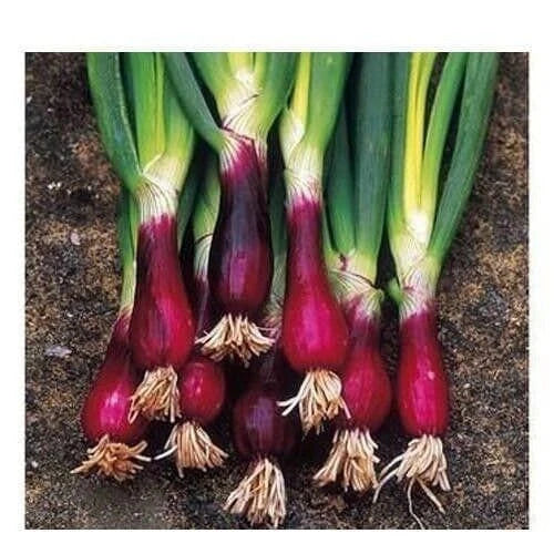 Red Welsh Bunching Onion Seeds, Non-GMO Heirloom, Allium fistulosum, Pack of 100 Seeds for Home Gardening