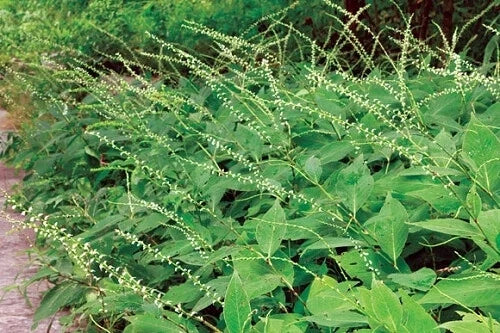 Jumpseed Seeds - 200 Count Virginia Knotweed Persicaria virginiana Native Perennial for Shade & Woodland Gardens