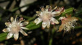 Orchid Cactus Cuttings - 5 Pieces Rhipsalis dissimilis White Flowers Indoor Succulent Decor