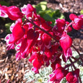 Bleeding Heart Seeds - Dicentra Spectabilis - Pink & White Heart-Shaped Flowers for Shade Gardens - Perennial Plant Seeds