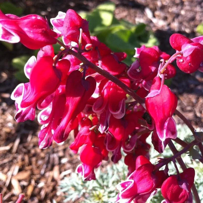 Bleeding Heart Seeds - Dicentra Spectabilis - Pink & White Heart-Shaped Flowers for Shade Gardens - Perennial Plant Seeds