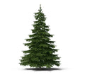 Balsam Fir Tree Seeds - 50 Count - Abies balsamea Evergreen Conifer Seeds for Planting