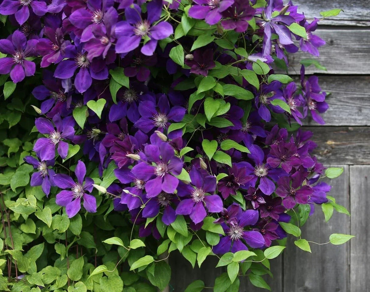 Purple Clematis Seeds for Planting - Clematis occidentalis Climbing Vine for Garden Landscaping
