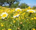 Garland Daisy Mix Seeds - Chrysanthemum coronarium - Bright Flowering Variety for Gardens & Containers