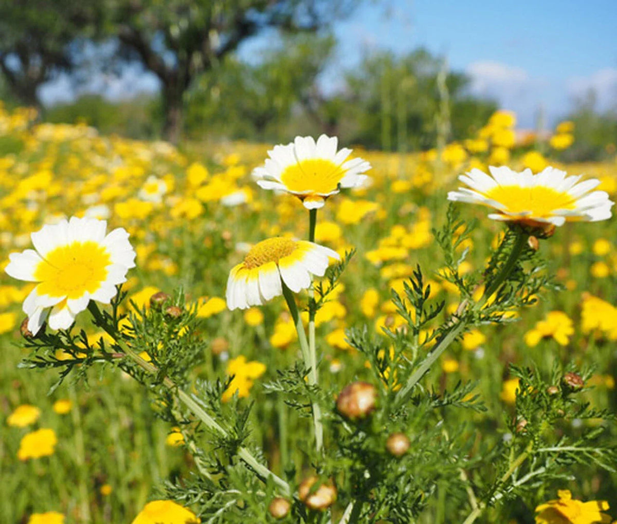 Garland Daisy Mix Seeds - Chrysanthemum coronarium - Bright Flowering Variety for Gardens & Containers