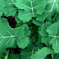 Kale Seeds - Premier (Early Hanover) Heirloom Non-GMO Vegetable Seeds, Brassica oleracea