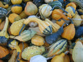 Small Fancy Mix Gourd Seeds - Decorative Cucurbita pepo Variety for Fall Crafts & Garden