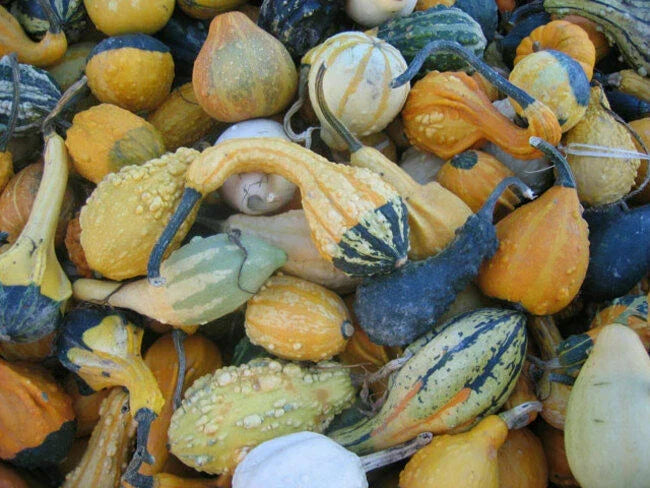 Small Fancy Mix Gourd Seeds - Decorative Cucurbita pepo Variety for Fall Crafts & Garden
