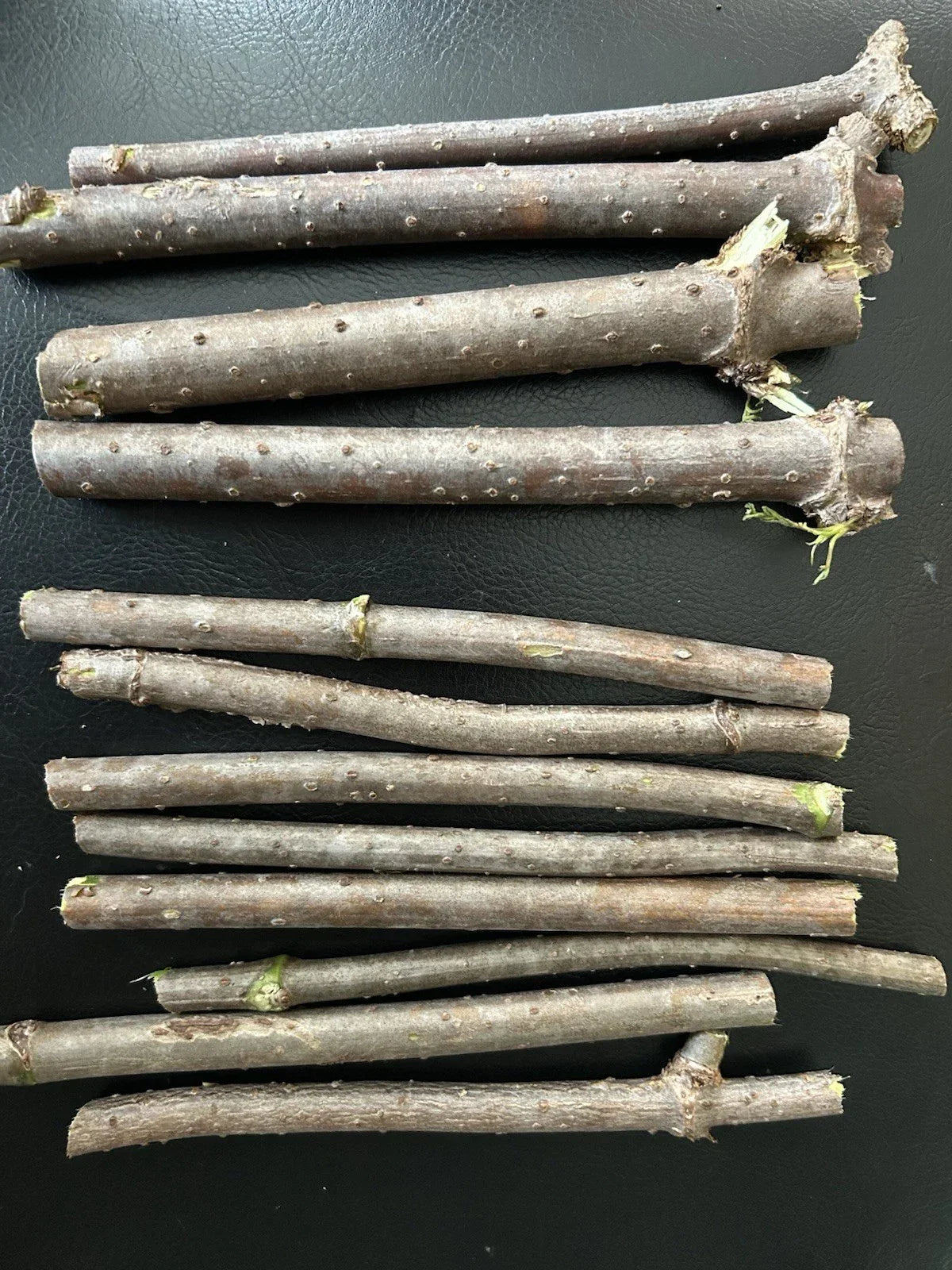 Fresh Elderberry Cuttings - Unrooted Sambucus nigra Shrubs for Propagation - Naturally Grown, Healthy, Lush Quality