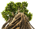 Indian Banyan Bonsai Tree Seeds - Ficus benghalensis - 20 Seeds for Indoor & Outdoor Cultivation