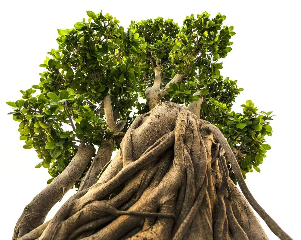 Indian Banyan Bonsai Tree Seeds - Ficus benghalensis - 20 Seeds for Indoor & Outdoor Cultivation