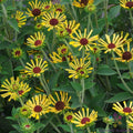 Little Henry Rudbeckia Seeds - 200+ Pack, Black-eyed Susan, Rudbeckia hirta, Bright Yellow Flowers for Garden Beds & Borders
