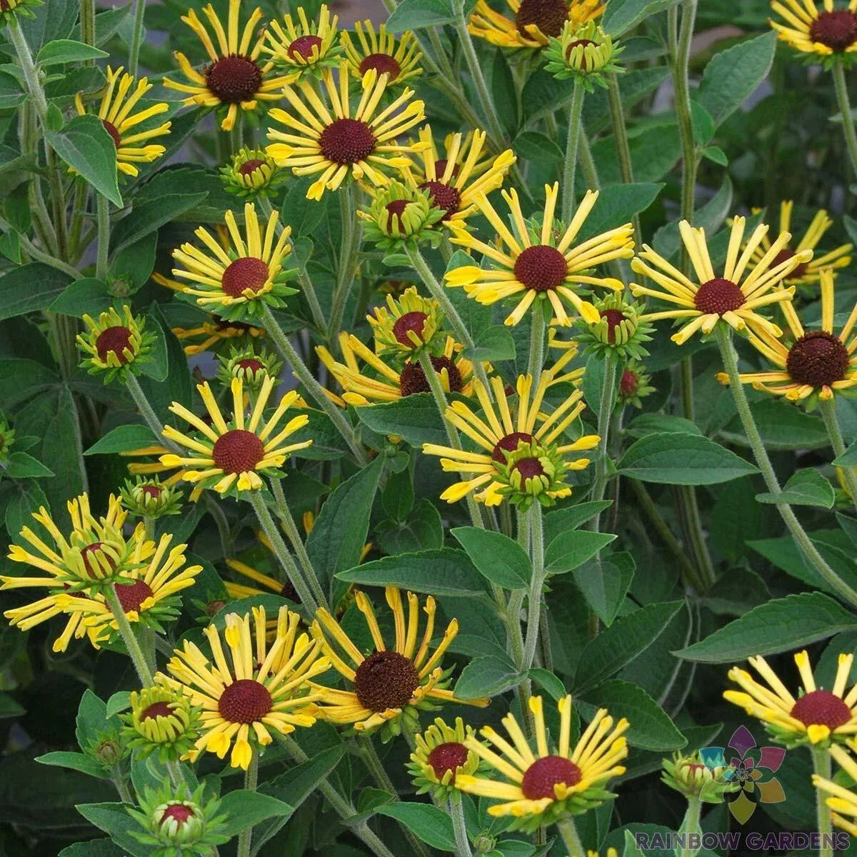 Little Henry Rudbeckia Seeds - 200+ Pack, Black-eyed Susan, Rudbeckia hirta, Bright Yellow Flowers for Garden Beds & Borders