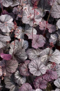 Heuchera Plant 4" Pot Northern Exposure™ Purple Coral Bells - Burgundy Foliage, Pink Flowers, Evergreen Perennial