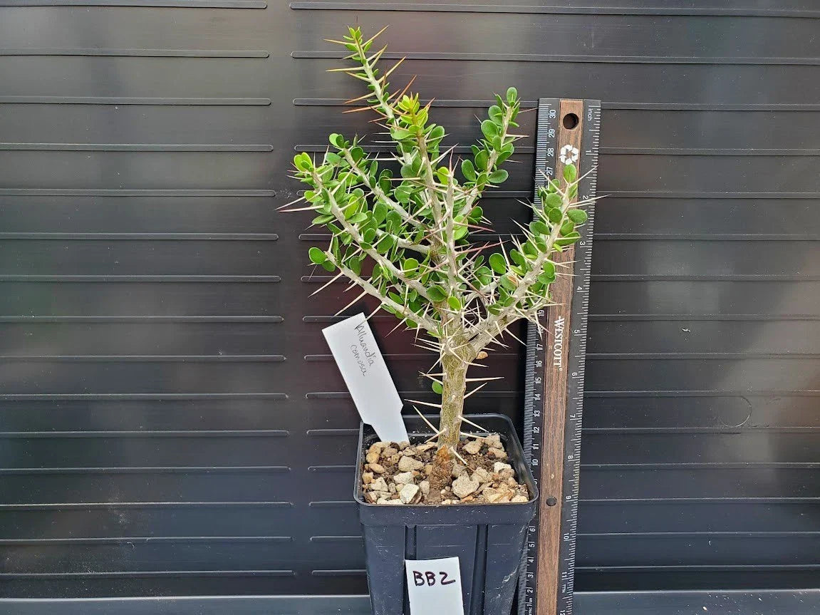 Alluaudia comosa Succulent Plant - Rooted Madagascar Variety - Rare Didiereaceae Indoor or Outdoor Display
