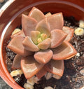 Live Succulent Plant - Graptosedum ‘Vera Higgins’ - Fully Rooted Indoor/Outdoor Decor Plant