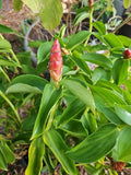 Spiral Red Button Ginger Plant 10-12" | Costus woodsonii Rooted Tropical Plant
