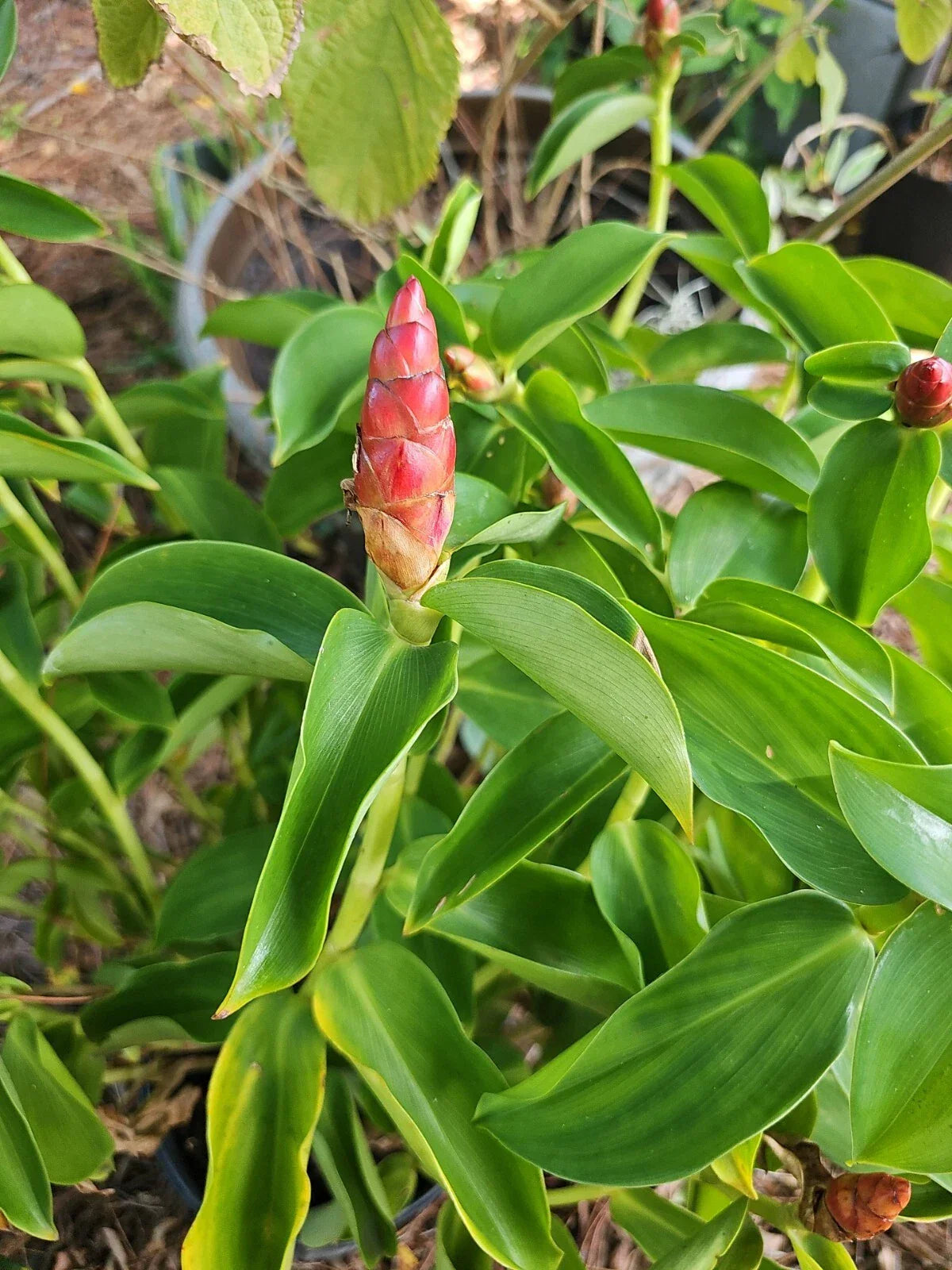Spiral Red Button Ginger Plant 10-12" | Costus woodsonii Rooted Tropical Plant