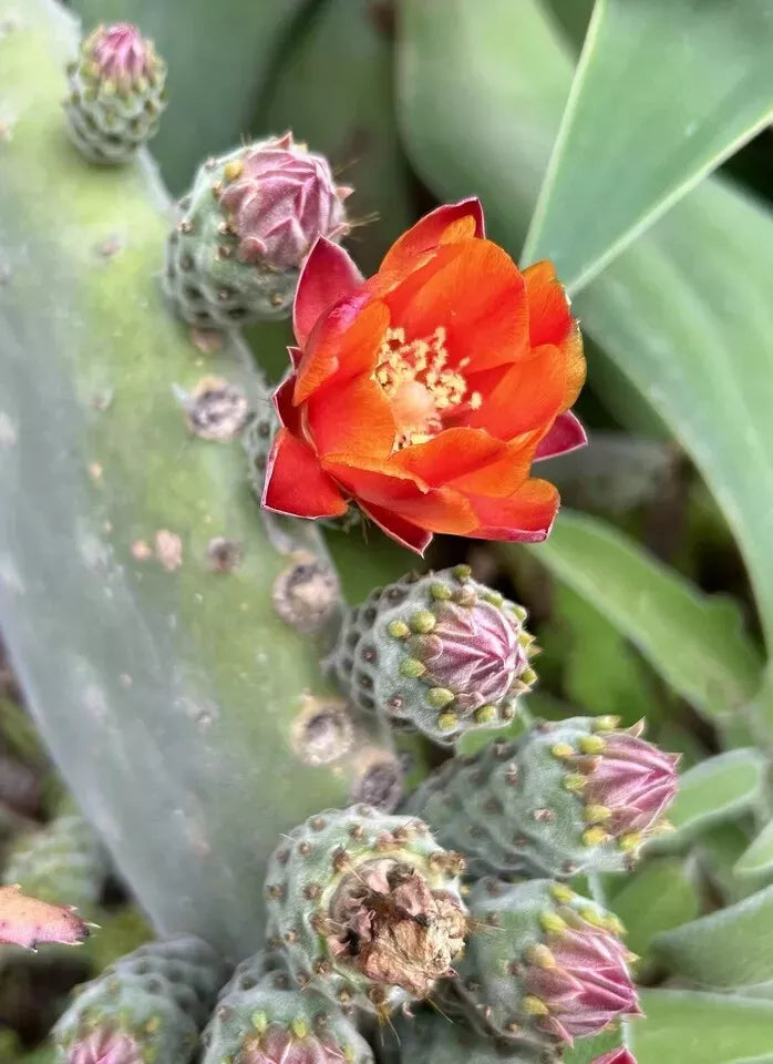 Woollyjoint Pricklypear Seeds - Velvet Opuntia, Drought-Tolerant Cactus, Opuntia tomentosa, 50 Seeds for Xeriscaping & Garden