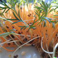 Bulk Carrot Seeds – Daucus carota, Microgreen & Garden Planting, Non-GMO, Fast Germination, 1250+ Seeds