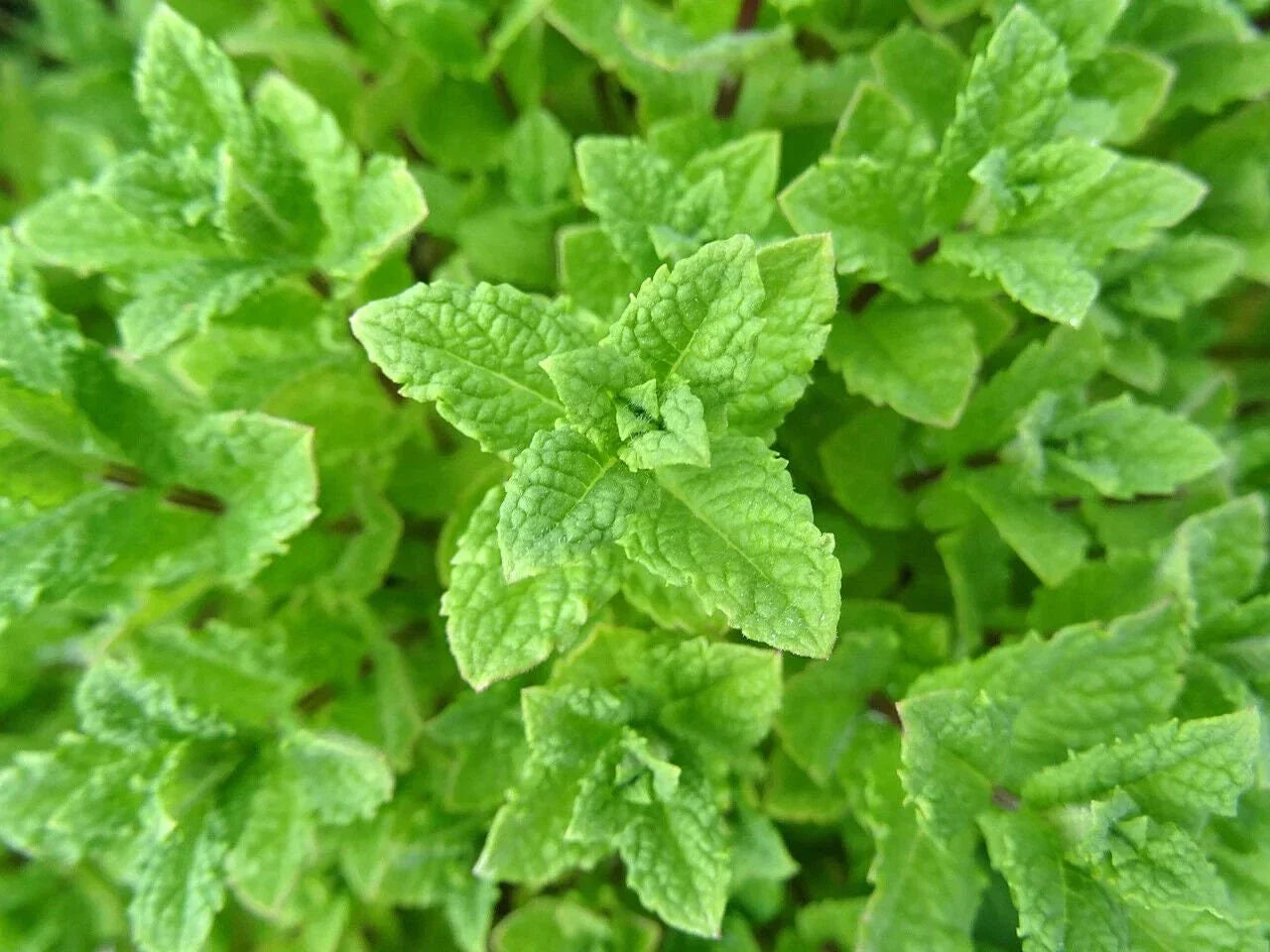 Peppermint Seeds - Non-GMO Mentha spicata Herb Seeds for Indoor and Outdoor Gardening