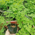 Moringa Oleifera Starter Plants 2 Pack – Fast-Growing Green Foliage, Nutritional Tree in One Pot