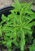 Organic Stonebreaker Seeds - 50 Pack, Gripeweed, Chamber Bitter, Phyllanthus Urinaria for Herbal Remedies and Gardening