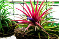 10 Tillandsia Ionantha Seeds for Planting - Air Plant Seeds, Tropical Bromeliad, Indoor Gardening, Shy Plant Variety