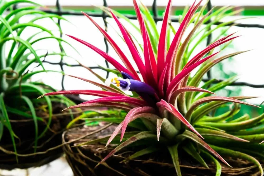 10 Tillandsia Ionantha Seeds for Planting - Air Plant Seeds, Tropical Bromeliad, Indoor Gardening, Shy Plant Variety