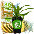 Florida Special Pineapple Live Plant - 3-Inch Pot Ananas comosus Tropical Fruit Plant for Indoor Garden