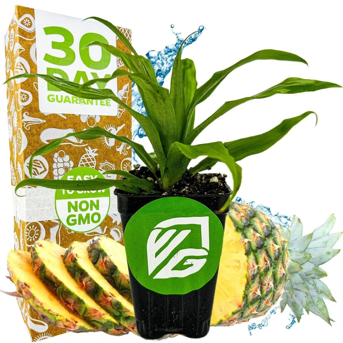 Florida Special Pineapple Live Plant - 3-Inch Pot Ananas comosus Tropical Fruit Plant for Indoor Garden