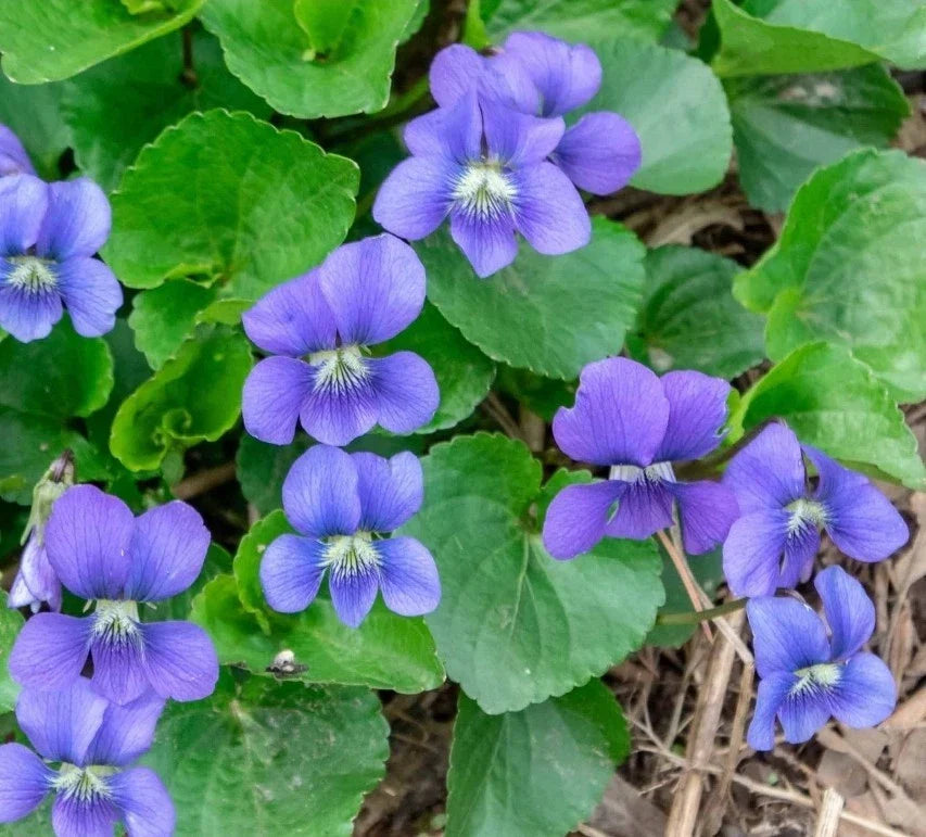 Organic Violet Seeds 20 Count Viola sororia Native Purple Flower Seeds for Garden, Borders & Containers