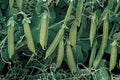 Sugar Lace II Pea Seeds - Organic Non-GMO High Yield Climbing Pisum sativum Seed Packet