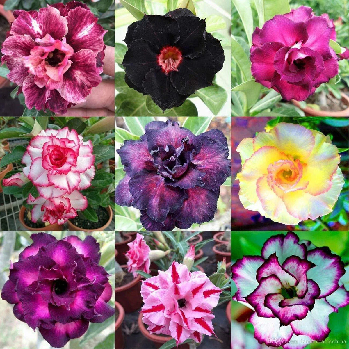 Mixed Color Desert Rose Seeds, Adenium Obesum, Easy to Grow Flower Seeds, Vibrant Blooming Plants, 10 Seeds
