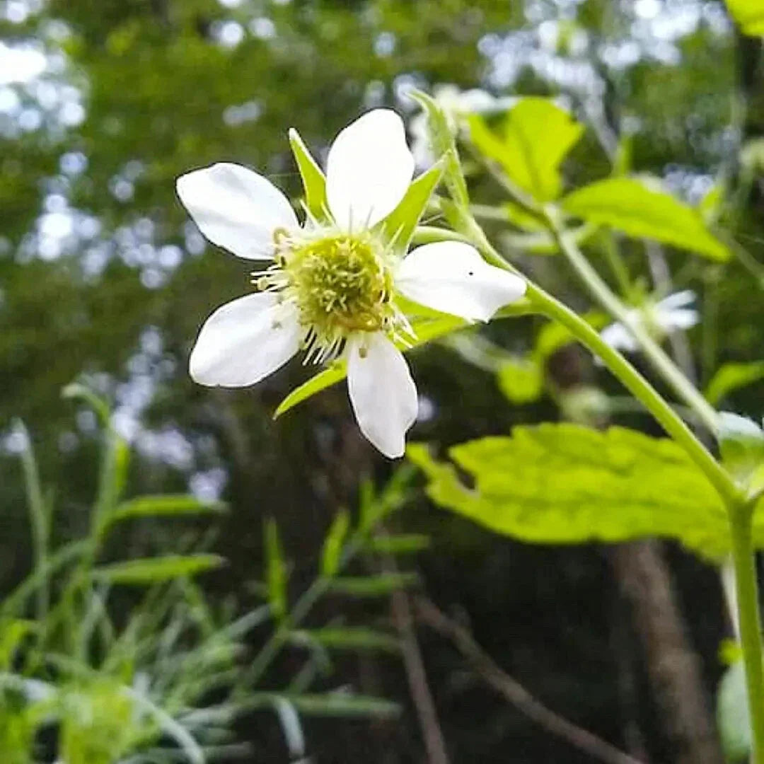 White Avens Flower Seeds - Geum canadense, Perennial Wildflower Seeds for Garden, 500+ Seeds