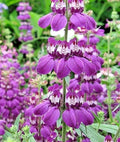 Chinese Houses Flower Seeds - 501+ Pack, Native Wildflower for Summer Garden, Patio, Container, Collinsia heterophylla