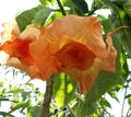 Angel Trumpet Seeds - Brugmansia Datura 651 - 10 Pack for Garden, Container, Fragrant Flowers, Pollinator Attractant